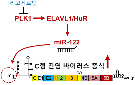 miR-122 regulatory upper signaling mechanism (Source: National Cancer Center)