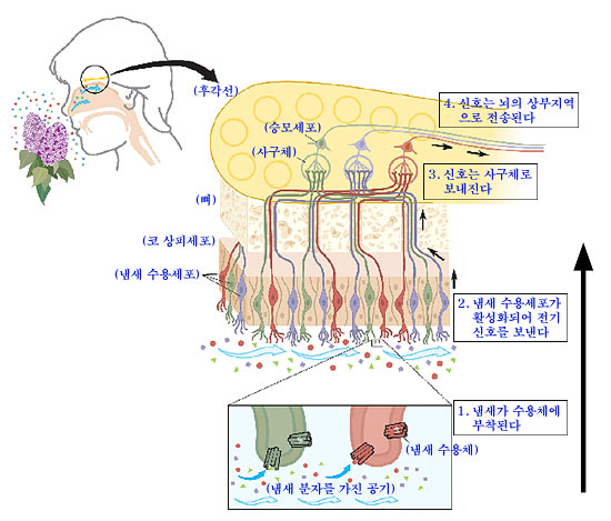 인간 후각계 신비 밝혀졌다
