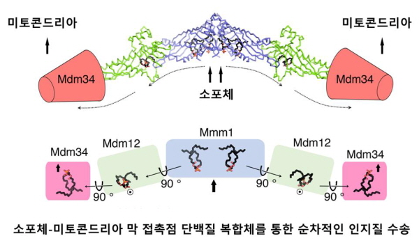 인지질의 구조