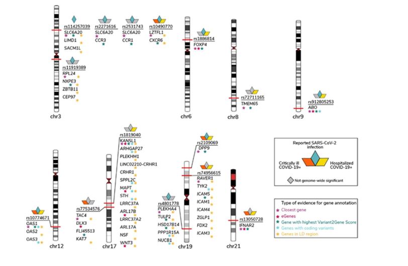 코로나19 감염과 중증도에 연관이 있는 유전자와 염색체 상 위치