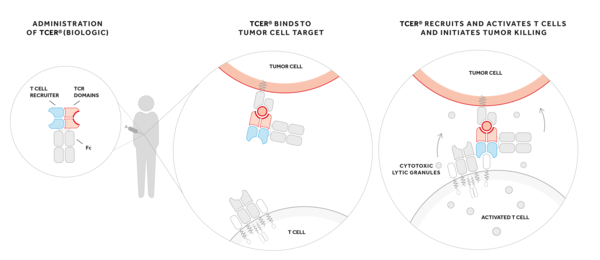 <strong>이중특이 TCER(T cell engaging receptors)</strong><br>