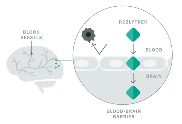 혈액-뇌 장벽를 통과해 CNS 내에 일부 남아 있도록 설계된 로즐리트렉<br>