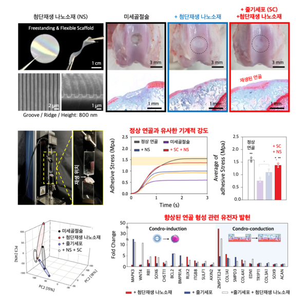 전남대 연구팀 ‘무릎연골 치료’ 첨단 나노소재 기술 개발 그래픽