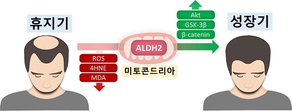 [그림1] ALDH2 활성화 통해 산화 스트레스 감소를 감소시키고 베타카테닌을 증가시킴으로써 모낭을 성장기로 회복시킬 수 있다