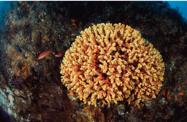 유착나무돌산호(멸종위기Ⅱ급)