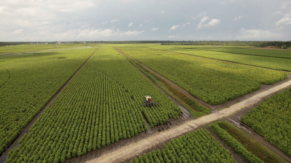 유유제약 ‘타나민’ 독일 은행엽 재배 시설.