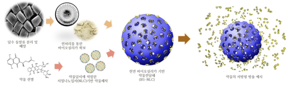 담수 돌말류, 약물전달체 활용 가능성 확인