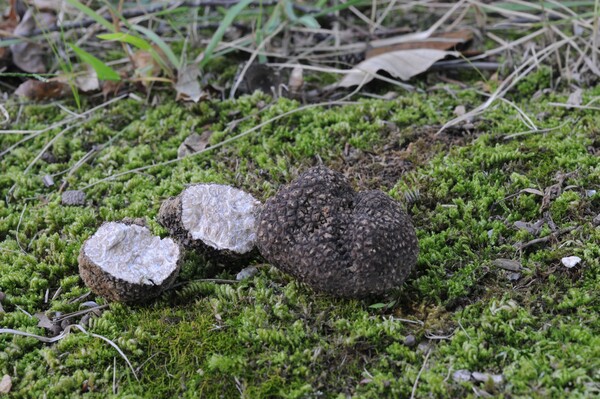 국내에 새롭게 보고된 흙갈색덩이버섯. 중국에서 최초 보고된 종으로 현재 식재료로 활용되고 있다.