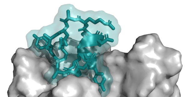거대고리 펩타이드&nbsp;